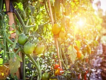 В Томской области планируется организовать межрегиональный кластер производителей органической продукции