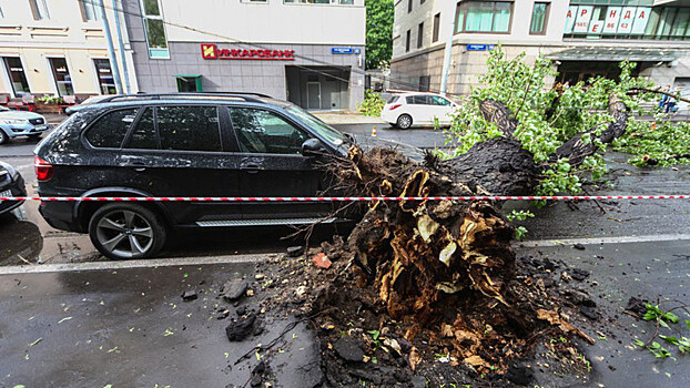 Почему шквалистый ветер в Московском регионе обернулся трагедией