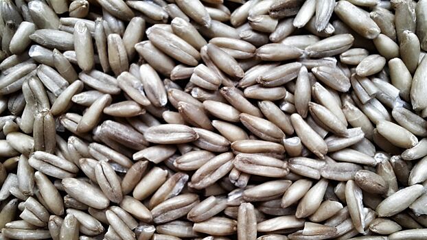 Саратовскую область обороняют от генномодифицированной пшеницы из Украины