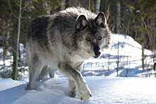 Исследователи зафиксировали 291 занятую волками территорию в Эвенкии