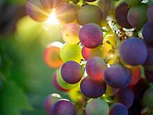 Для полного удовлетворения внутреннего спроса на российское вино требуется увеличить виноградники на 100 000 га