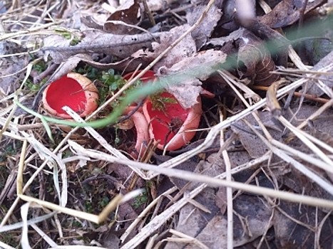 В костромских лесах пошли грибы