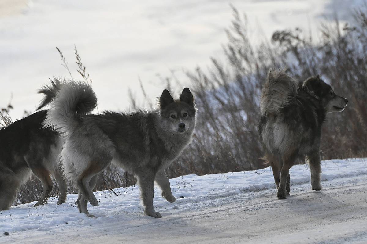 Бродячие собаки растерзали женщину на кладбище в российском регионе
