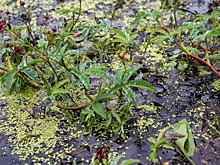 Как применять сабельник болотный для суставов: народные рецепты