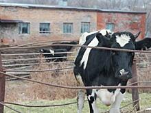 Приморец заплатит штраф за незаконную утилизацию коровьих шкур