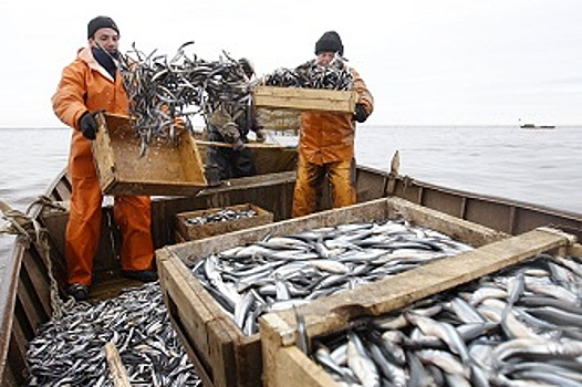 В Азовском море прекращена добыча сазана