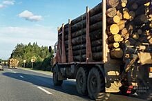 Эксперт рассказал, почему в России в 2022 году снизились объемы деревообработки