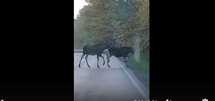 Лоси на зеленоградской трассе заставили понервничать калининградку