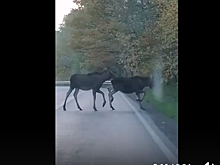 Лоси на зеленоградской трассе заставили понервничать калининградку