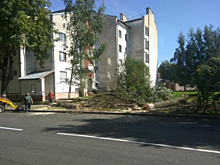 В Пскове рубят сухостояные деревья