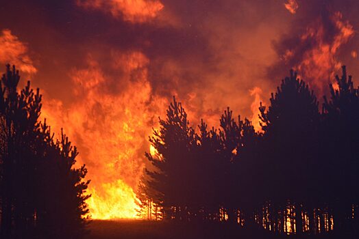 Виновник лесного пожара в Злынковском лесничестве Брянской области понесет наказание
