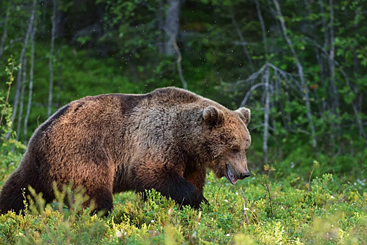Впервые за 15 лет в Ульяновской области пересчитают медведей