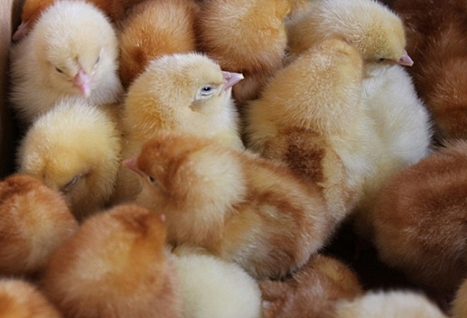Омичам бесплатно раздадут 700 тысяч цыплят