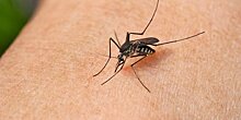 Роспотребнадзор опроверг сообщения об опасных комарах на юге России