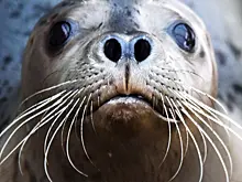 В Териберке спасли раненого тюленя