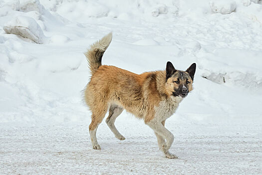 В Новокузнецке бездомная собака напала на ребенка