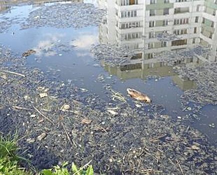 Проект очистки реки Новой в Кировском районе разработают до конца года