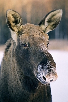 В Нижегородской области закрывается охота на лосей