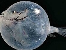 Удивительные морские существа, которые долго скрывались подо льдами Антарктиды