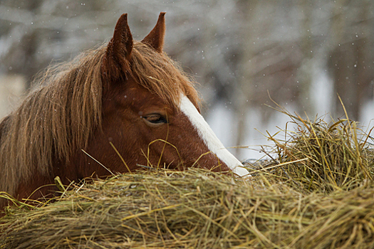 23 февраля и 8 марта в Черняховске пройдут бесплатные соревнования по конному спорту