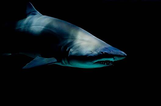 Трехметровая акула-людоед напала на мужчин на месте съемок фильма «Челюсти»