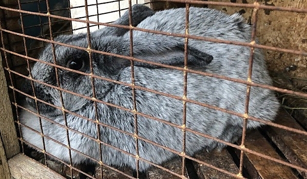 В Воронежской области раскрыли таинственное исчезновение 14 кроликов