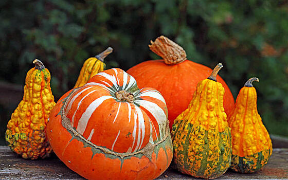 Выращивание и использование декоративной тыквы