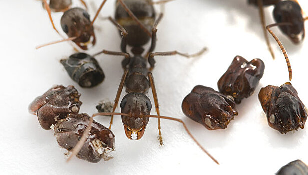 Биологи раскрыли тайну особых муравьев