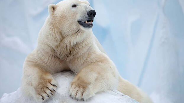 Банда белых медведей в Якутии решила ограбить КАМАЗ