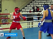 Призовые места на турнире Лебедева разобрали боксёры Воронежской области