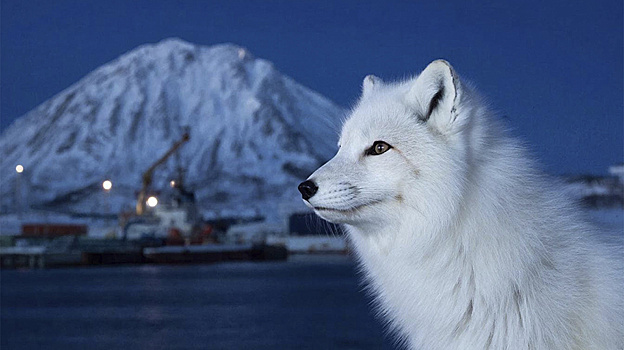В порту Сабетта заметили редкую полярную лису