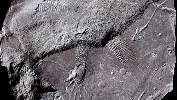 Палеонтологи раскопали самый древний отпечаток «пятой точки»