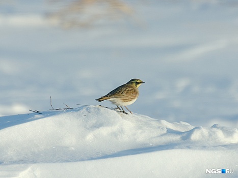 Под Новосибирском заметили перелётных птиц с рожками и жёлтыми перьями