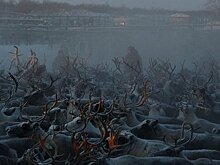 Россияне заняли все призовые места на международном чемпионате по оленеводству
