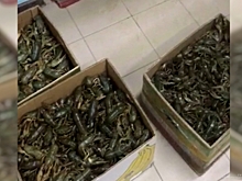 Под Волгоградом в рейсовом автобусе нашли живых раков без владельца