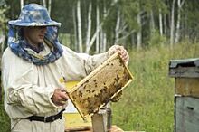Мэрия Омска ополчилась на пчеловодов