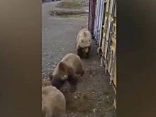 Мужчина спрятался в бытовке от ломившихся в нее медведей