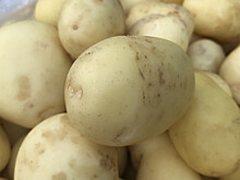 Сибирские ученые разработали препарат, эффективно защищающий картофель от болезней