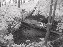 Поел и прославился: в природном парке Башкирии в фотоловушку попался лось
