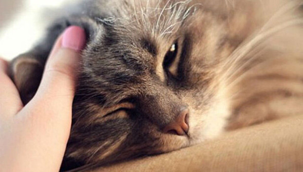 Ирландская ветеринарная клиника ищет профессионального «гладильщика котов» за 25 тысяч евро в год