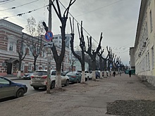 К 450-летию Уфы в городе высадят 45 тысяч деревьев