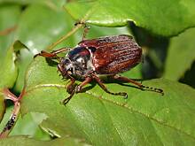 Британцу отрезали пятую точку после укуса жука-плавунца