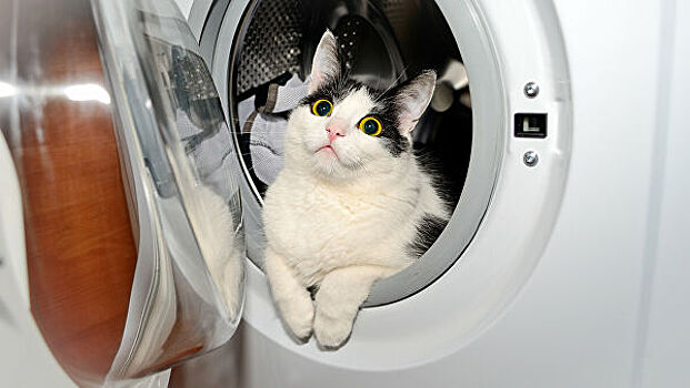 В Тюмени сотрудники МЧС спасли кошку из стиральной машины