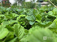 Памятка по борьбе с дикорастущей коноплей и маком