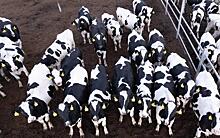Рязанская область продала более 3000 коров в другие регионы за 2023 год