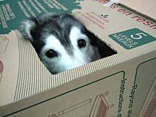 Как ведет себя собака, которую воспитали кошки