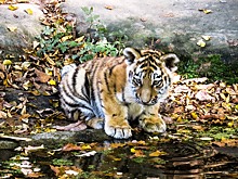 Шесть редких тигрят родились в крымском сафари-парке
