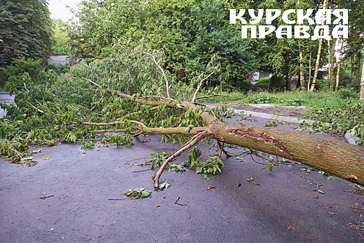 Курянке выплатили более 180 тысяч рублей за упавшие ветки дерева на ее машину