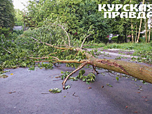 Курянке выплатили более 180 тысяч рублей за упавшие ветки дерева на ее машину