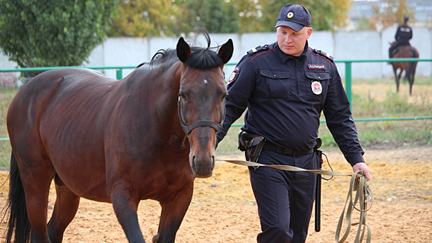 Саратовские полицейские продолжают улучшать условия содержания лошадей